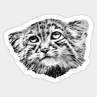 Manul-Pallas"s cat Sticker